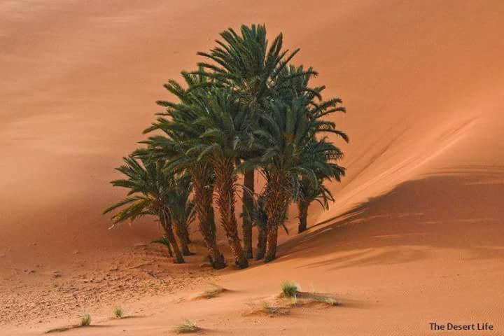 Bivouac Camel Trips Merzouga Exterior foto